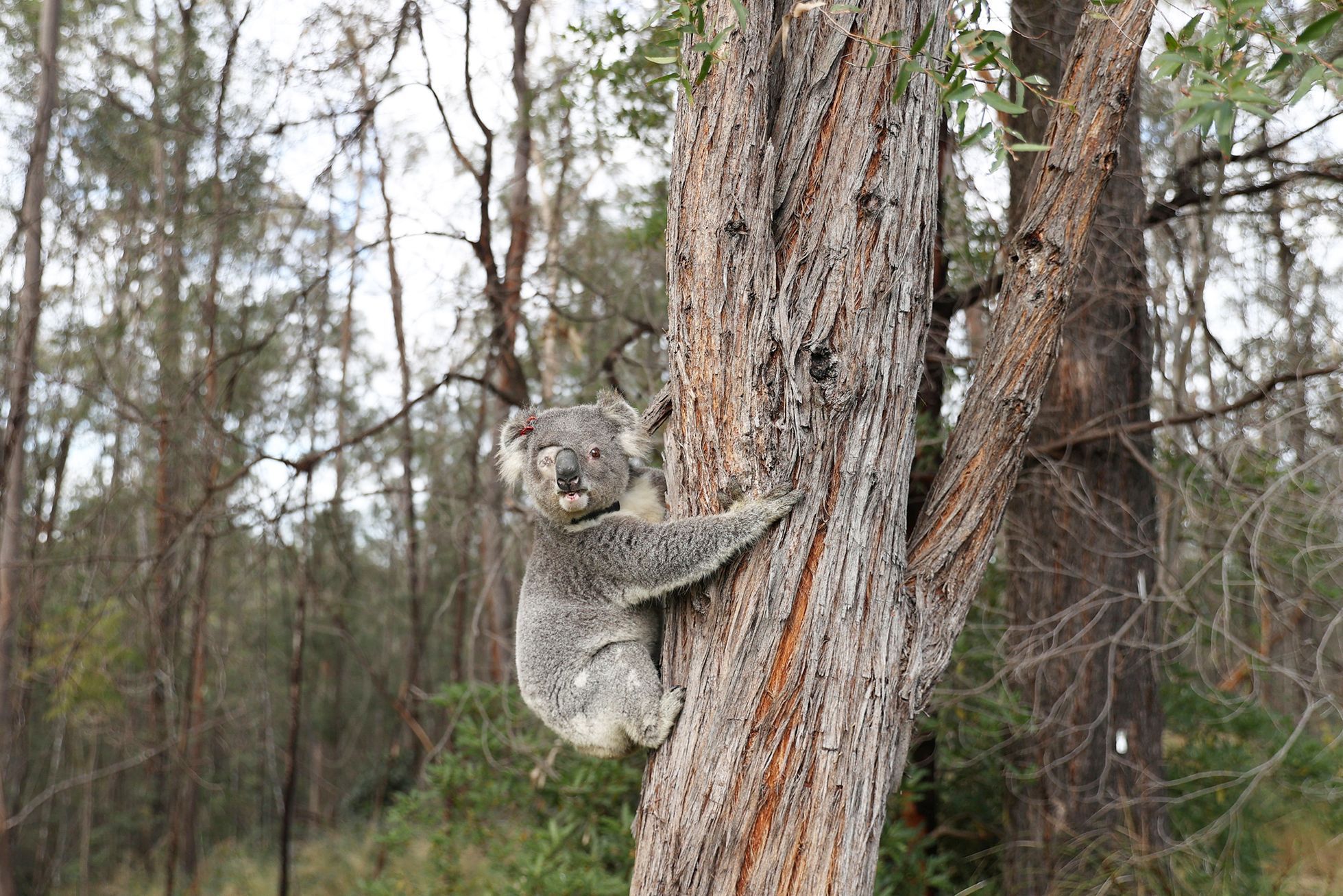 Jednorázové užití / Fotogalerie / Spása koal, která vám zachrání den