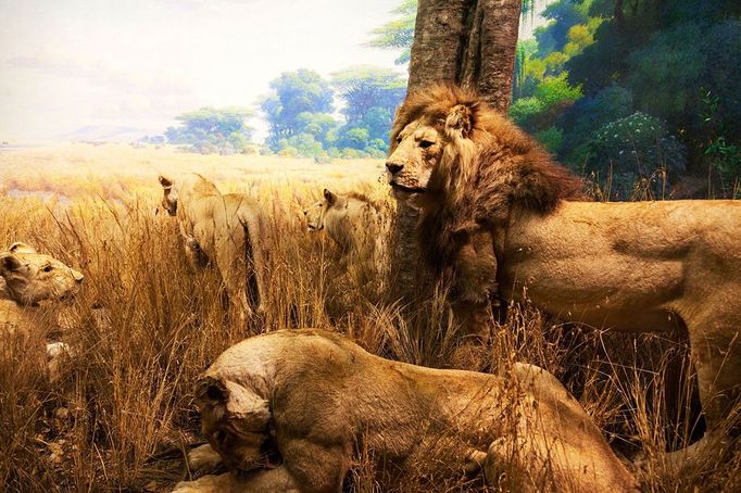 Pride of lions exhibit diorama at American Museum of Natural History New York City