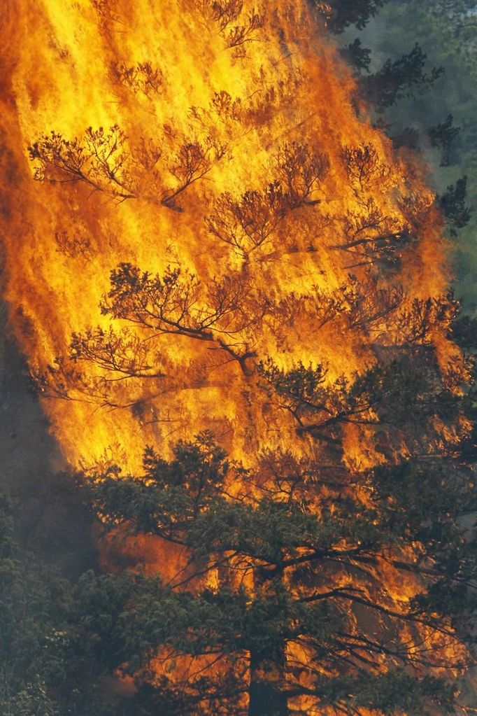 A tree erupts into flames in the Waldo Canyon fire west of Colorado Springs, Colorado June 26, 2012. A fast-growing wildfire in Colorado forced 11,000 people from their homes at least briefly and threatened popular summer camping grounds beneath Pikes Peak, whose vistas helped inspire the patriotic tune "America the Beautiful." REUTERS/Rick Wilking (UNITED STATES - Tags: DISASTER ENVIRONMENT) Published: Čer. 26, 2012, 9:55 odp.