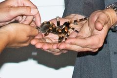 V pražské popelnici byli jedovatí pavouci, jeden jako dlaň