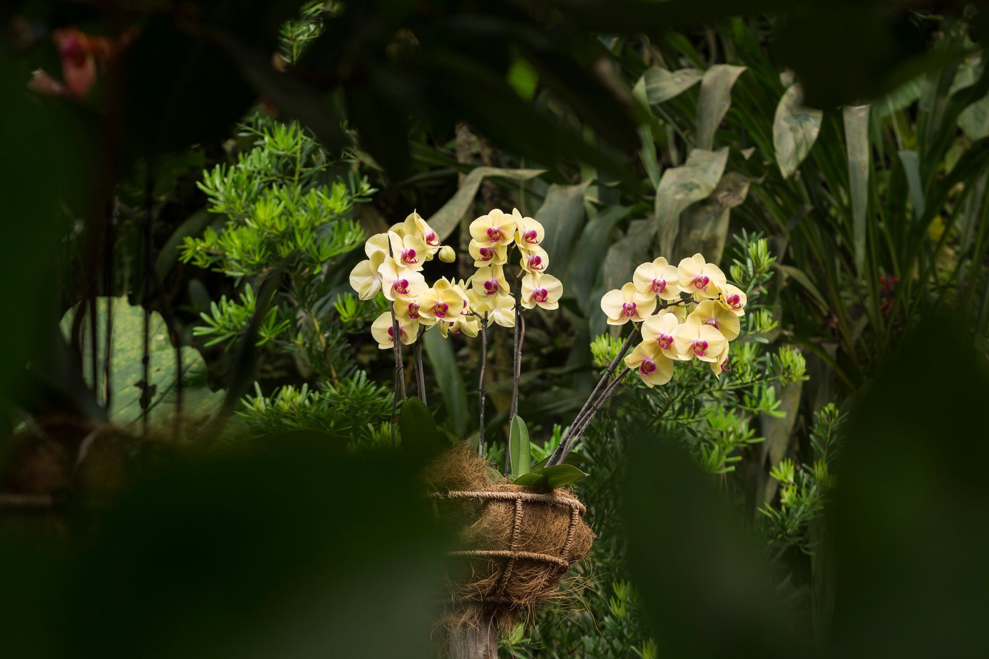 Výstava orchidejí v botanické zahradě