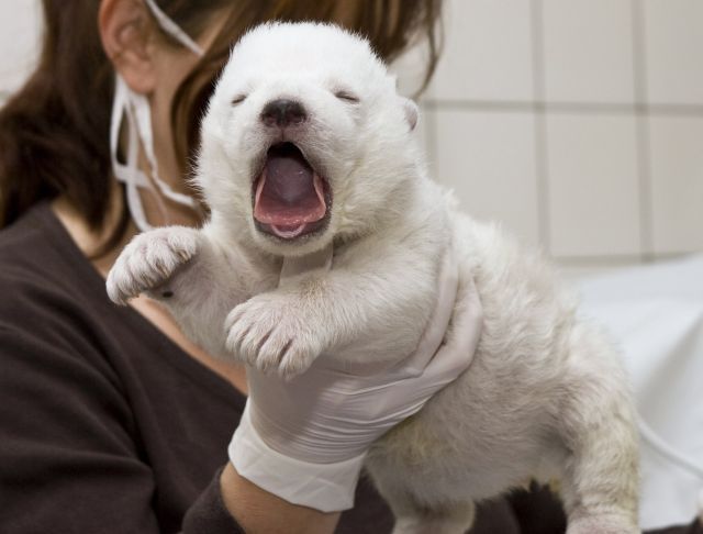 lední medvídě v norimberské zoo