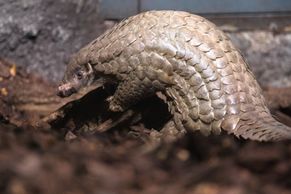 Foto: Do hloubi deštného pralesa za luskouny. Odtud pocházejí hvězdy pražské zoo