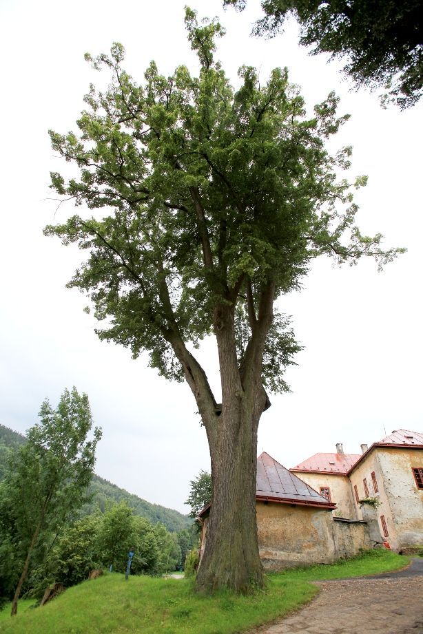 Strom roku 2009