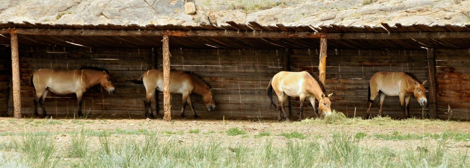 Cesta převaláků do Mongolska