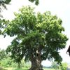 Strom roku 2009 - Kotelská lípa