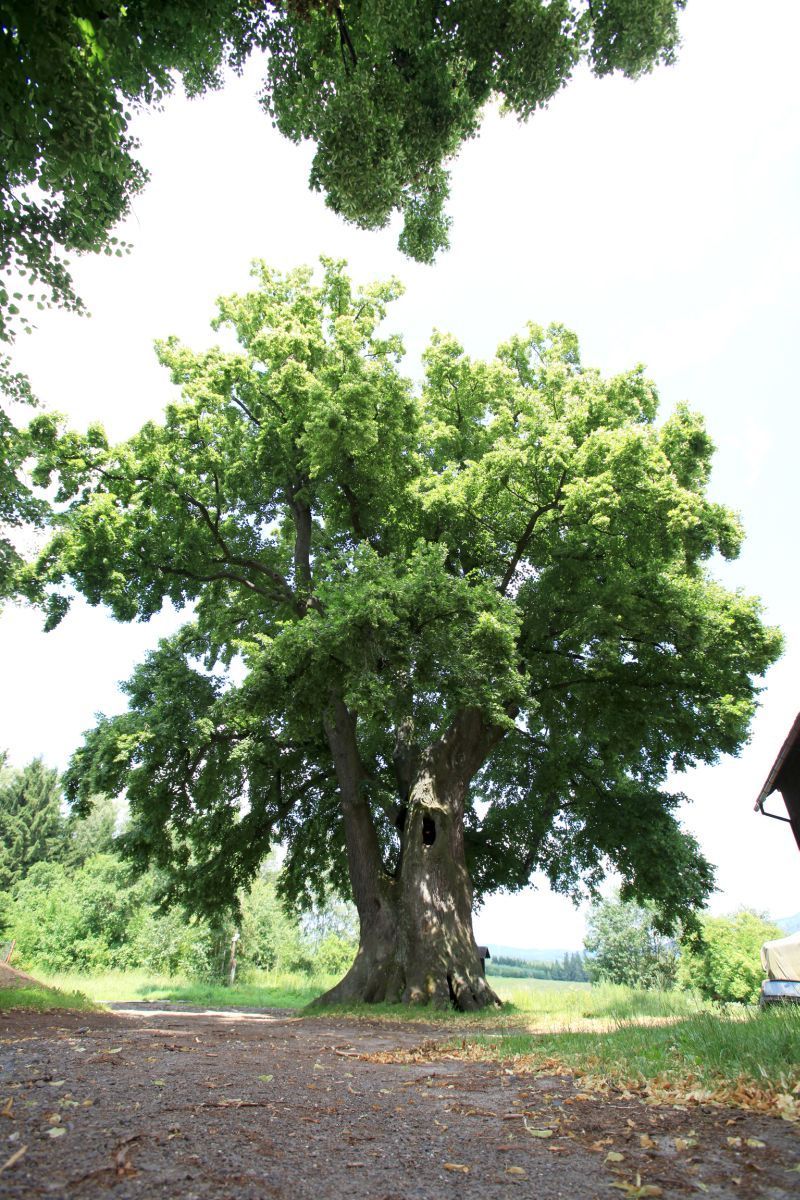 Strom roku 2009 - Kotelská lípa