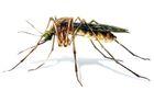 Je virus zika jen velký podvod, za kterým stojí nadnárodní korporace?