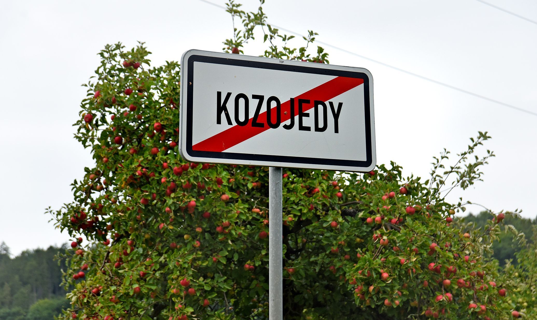 Chmelnice Kozojedy, chmel, Eminger, Kozojedy, sklizeň