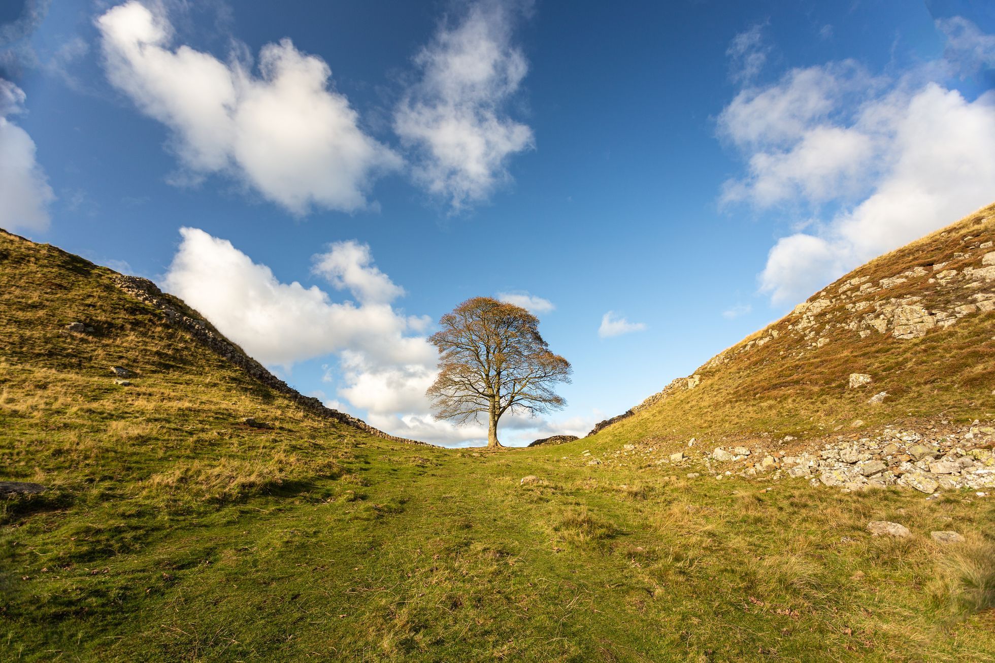Sycamore gap, strom, Anglie
