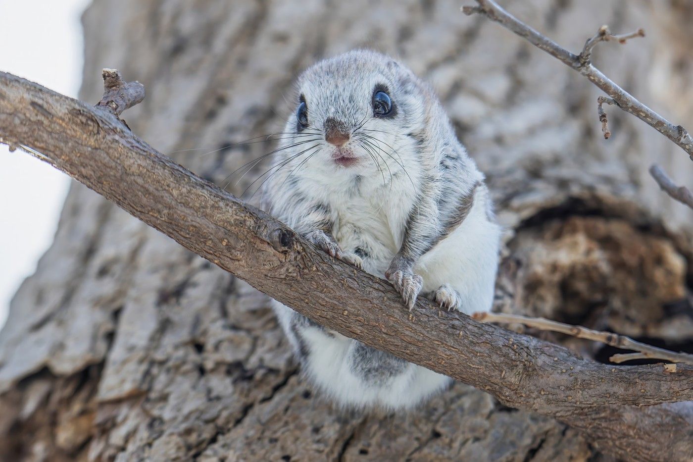 Japonské veverky Ezo