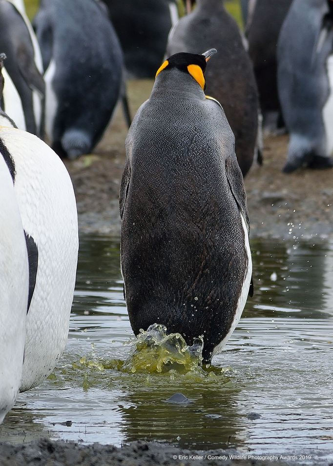 Finalisté soutěže Comedy Wildlife Photography Awards 2019