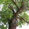 Strom roku 2010 - Hromův dub