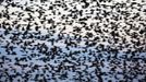 A flock of starlings fly over an agricultural field near the southern Israeli city of Netivot January 24, 2013. REUTERS/Amir Cohen (ISRAEL - Tags: ANIMALS ENVIRONMENT) Published: Led. 24, 2013, 6:30 odp.