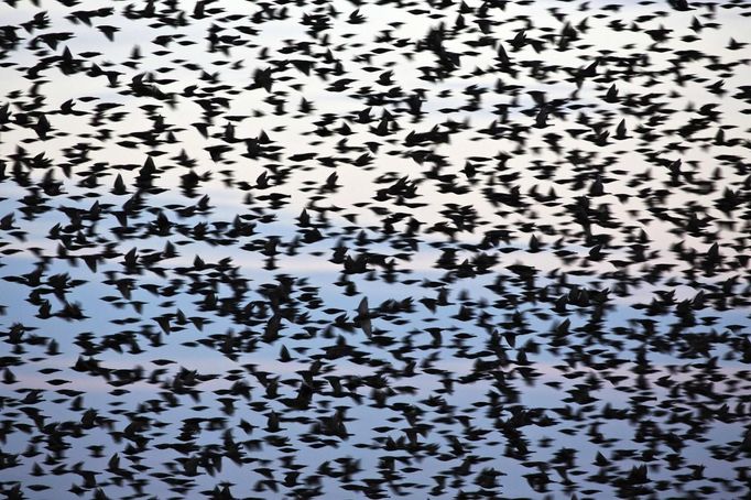 A flock of starlings fly over an agricultural field near the southern Israeli city of Netivot January 24, 2013. REUTERS/Amir Cohen (ISRAEL - Tags: ANIMALS ENVIRONMENT) Published: Led. 24, 2013, 6:30 odp.