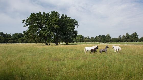 Odtud pocházejí kočároví koně. Polabí má nejkrásnější umělou krajinu v Česku