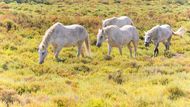 Stáda běloušů se potulují mokřady v oblasti Camargue. I oni bývají často zmiňováni v souvislosti s Provence. Někteří z nich jsou již chováni na statcích, jiní stále žijí divoce.