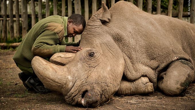 Fotky přírody, které okouzlí i dojmou. Je mezi nimi i umírající nosorožec Súdán