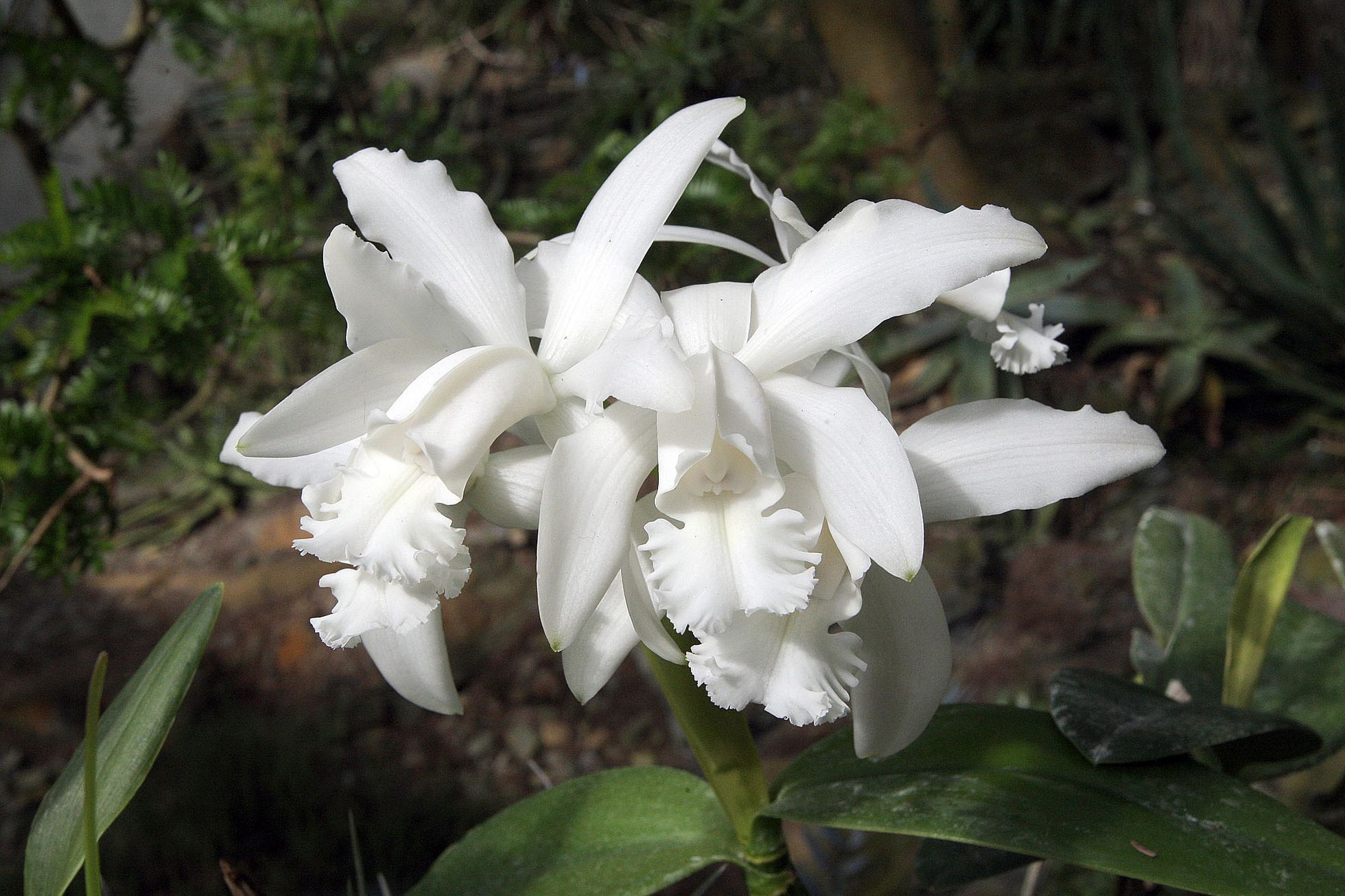 Orchideje v botanické zahradě