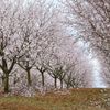 Mandloňové sady v Hustopečích v plném květu, březen 2024
