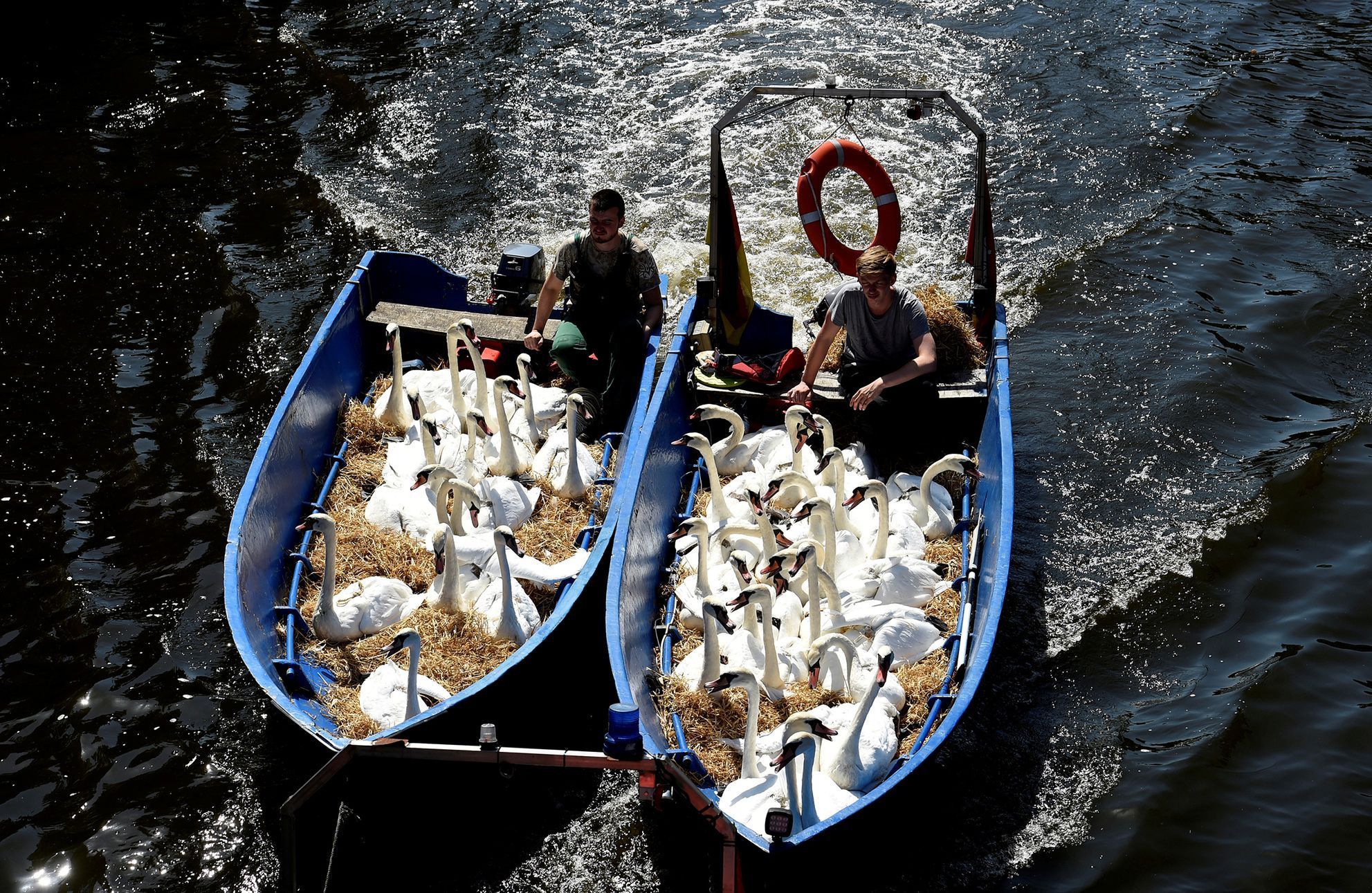 Fotogalerie / Letní vedra v Evropě / Zahraničí / Horko / Léto / Chlazení / Počasí / Labuť / Reuters / 29