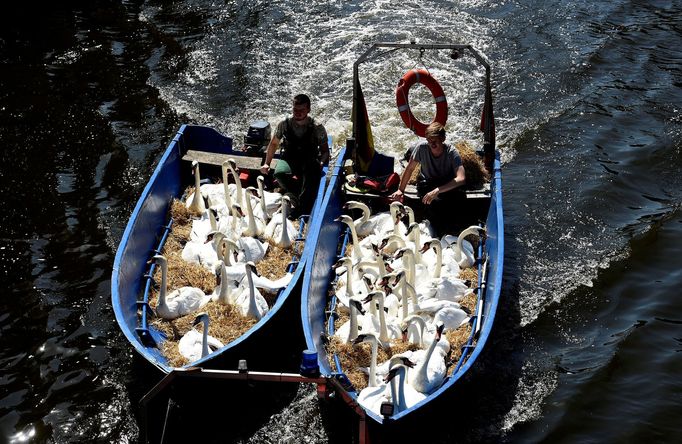 Evropu sužuje vlna horkých letních teplot a sucha. Srpen 2018.