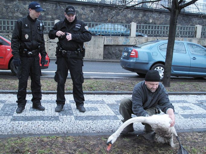 Další labuť, která přistála na silnici místo na vodě. Také tato labuť se vrátila nezraněná na Vltavu.