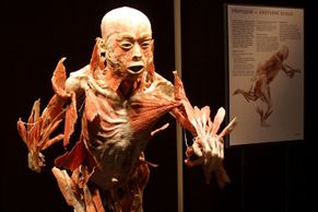 Výstava Bodies - Mrtvoly v Lucerně