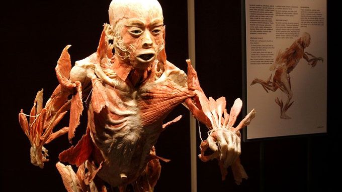 Kontroverzní výstava preparovaných lidských těl, ilustrační foto