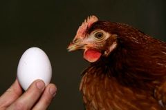 V domácích vejcích je 40krát víc olova než v těch z krámu, zjistil australský výzkum