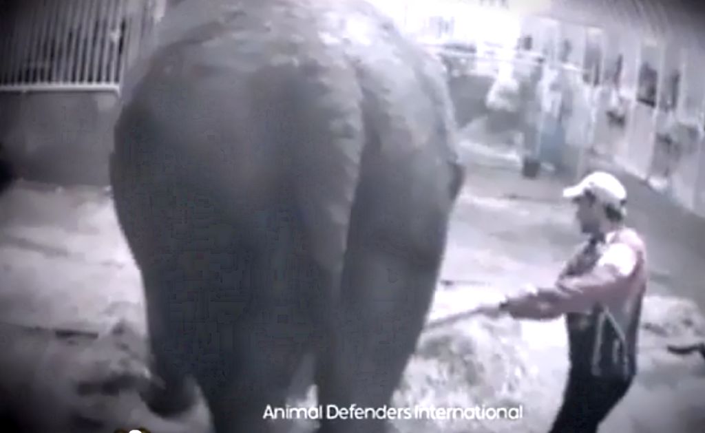 Cirkus - týrání slonice