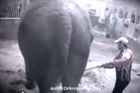 Zákaz zvířat v cirkusech prošel i kvůli utrpení slonice
