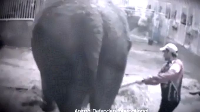 Záběr z týrání slonice Anne v Bobby Roberts Super Circus.