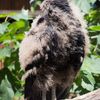 Zoo Ostrava - kondor havranovitý