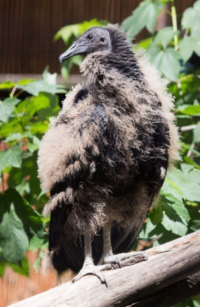 Zoo Ostrava - kondor havranovitý