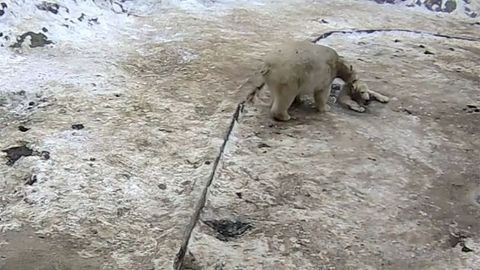 Zvířecí trampoty na ledu. Medvědice z Brna uklouzla a spadla do vody