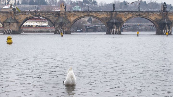 Muž se zavěsil na Karlově mostě a dělal shyby. Spadl do Vltavy a zranil si koleno; Zdroj foto: Jakub Plíhal