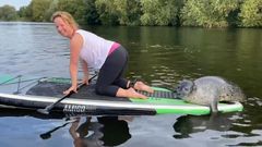 Tuleň na paddleboardu