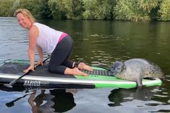 Tuleň "přepadává" paddleboardisty na řece. Virální video je hitem internetu