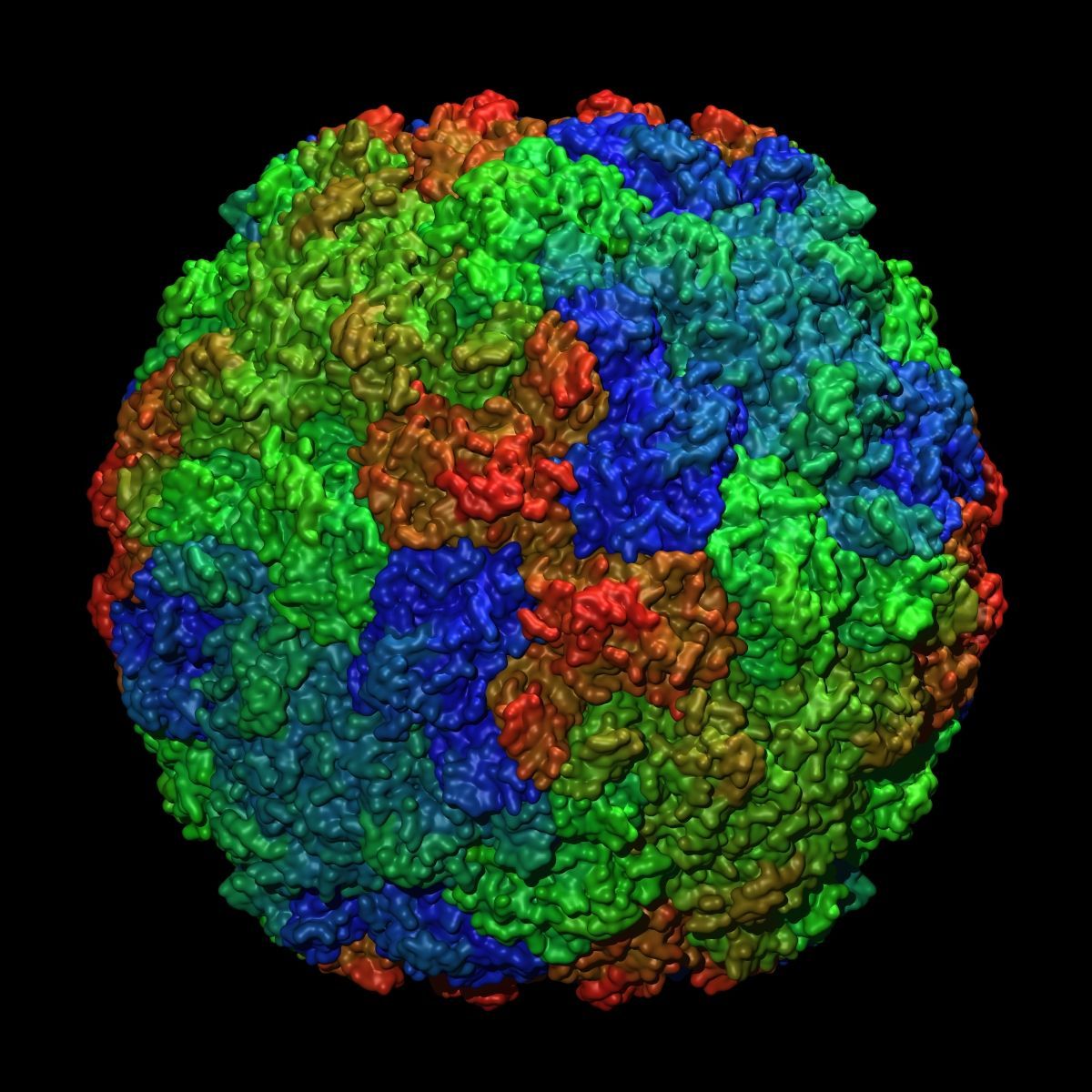 Věda je krásná - Lidský rhinovirus typu 14