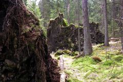 Duha žasne, Stráský láká kůrovce na živé stromy