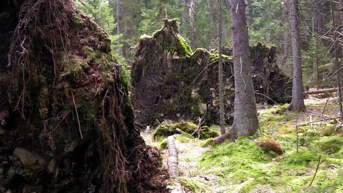Metodu lákání kůrovce na živé stromy použije jen ten, kdo chce danou část lesa vykácet, soudí Duha