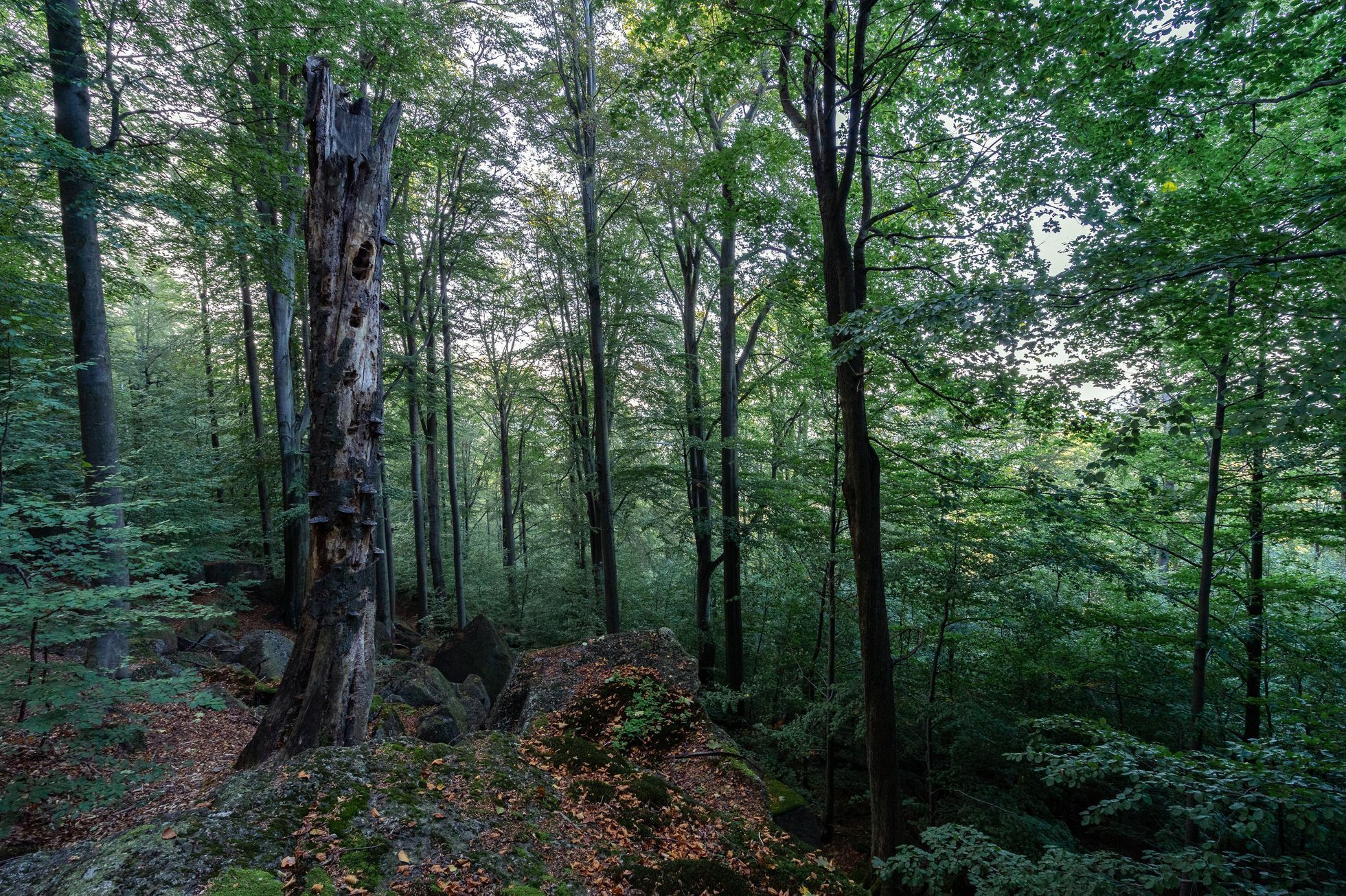 Jizerskohorské bučiny