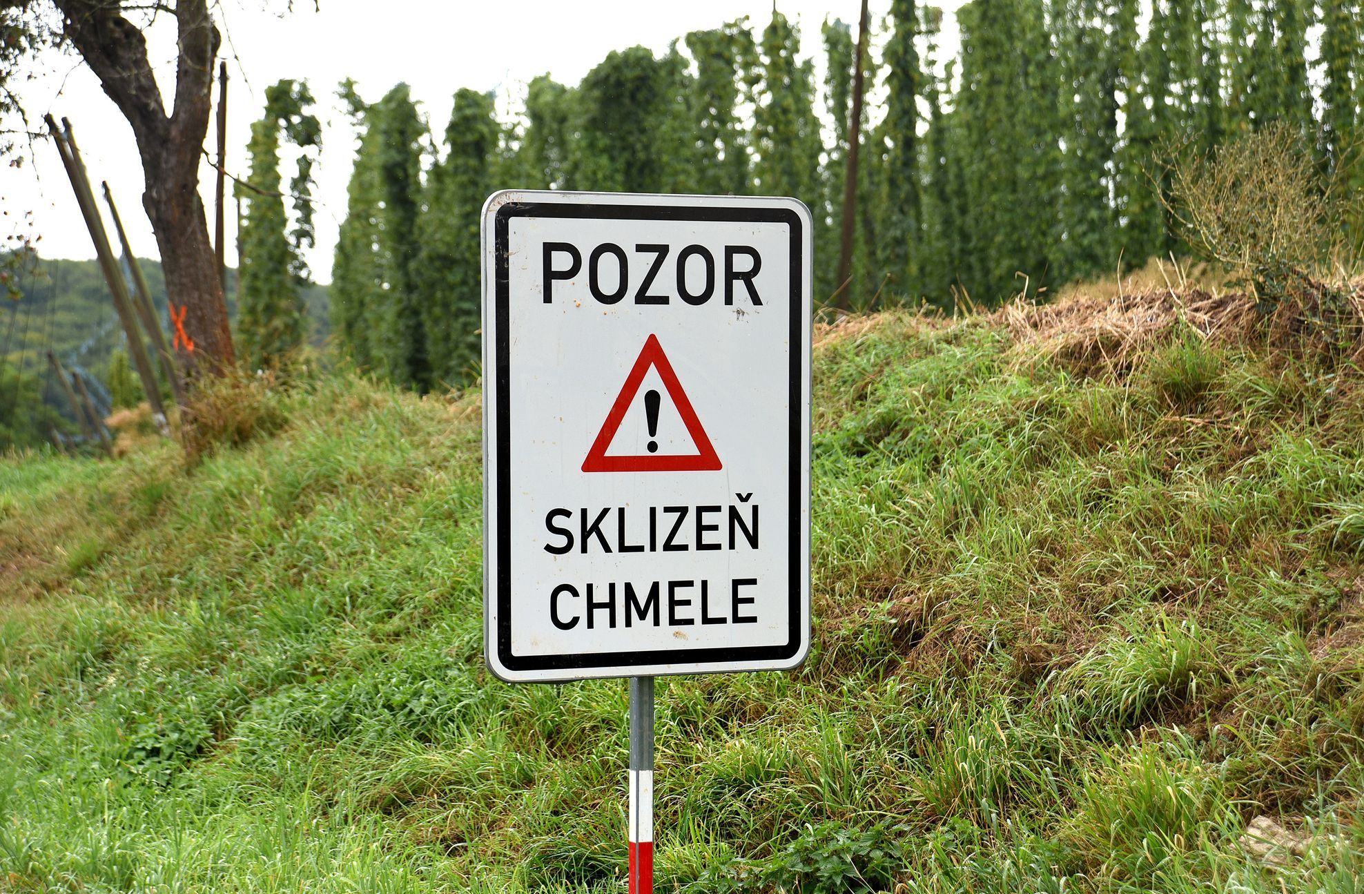 Chmelnice Kozojedy, chmel, Eminger, Kozojedy, sklizeň