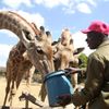 Zimbabwe, slon, útulek, pytláci, záchrana, Wild is Life