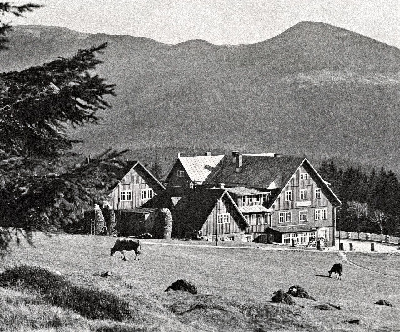 Medvědí bouda, Krkonošské boudy, Krkonoše, hory, historie, pokračování, Domácí