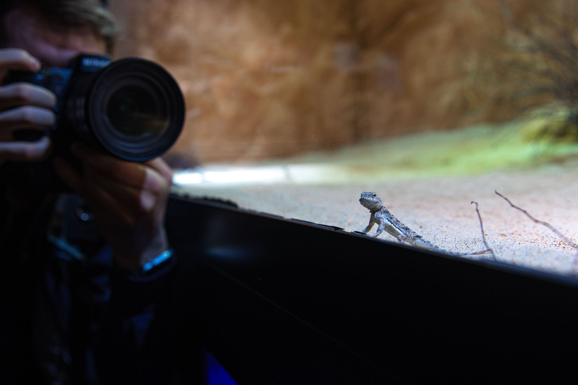 Pražská zoo, nová expozice a pavilon Gobi, koně převalského