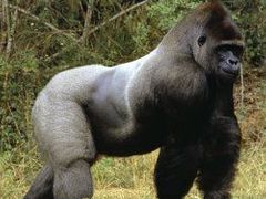 Vážná je situace goril nížinných, které ohrožuje nadměrný lov a také nebezpečný virus Ebola