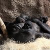 Mládě gorily v pražské zoo