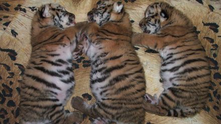 V buddhistickém klášteře objevili v mrazáku desítky mrtvol mláďat tygrů